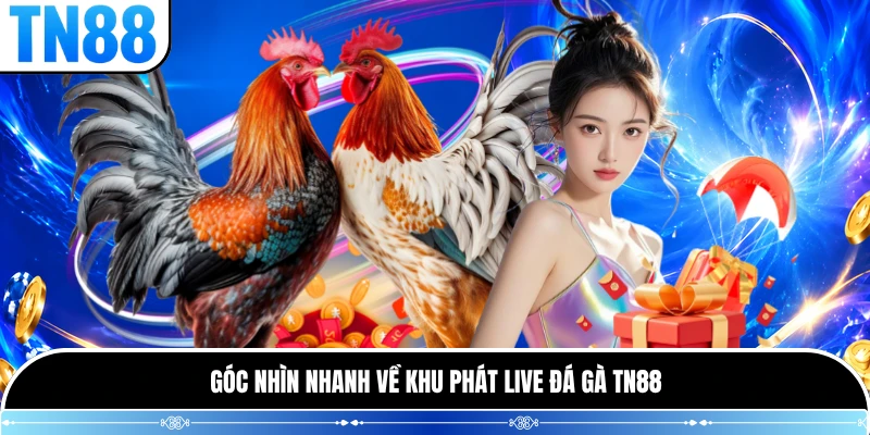 Góc nhìn nhanh về khu phát live đá gà TN88